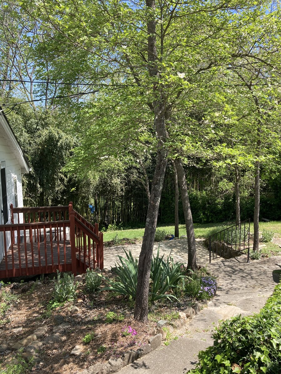 Treetop Mid Century Cottage